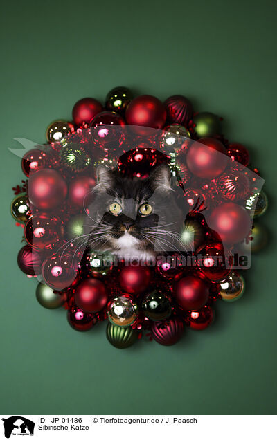 Sibirische Katze / Siberian Forest Cat / JP-01486