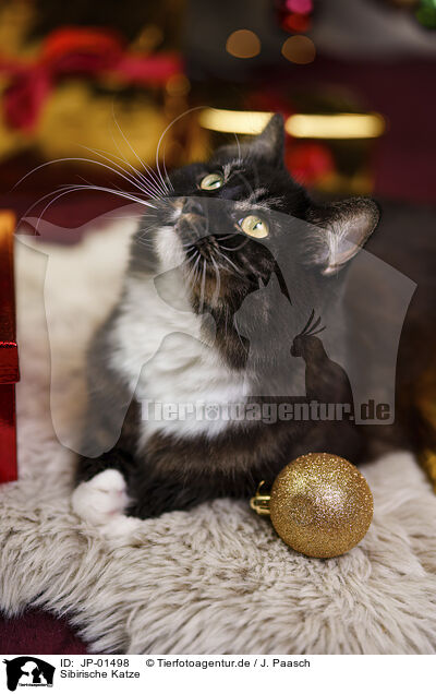 Sibirische Katze / JP-01498
