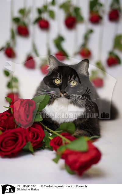 Sibirische Katze / Siberian Forest Cat / JP-01516