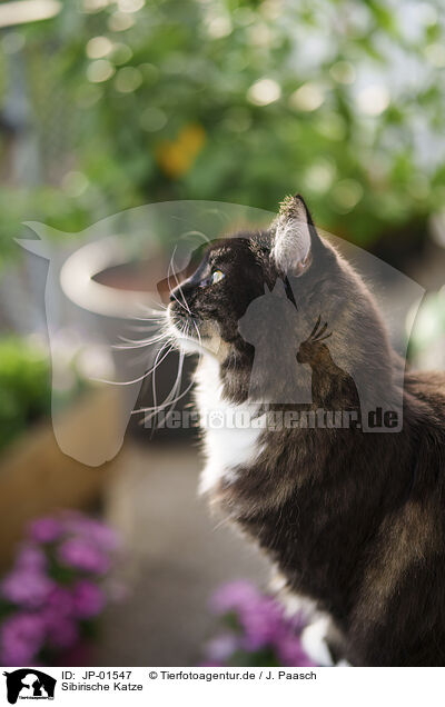Sibirische Katze / JP-01547