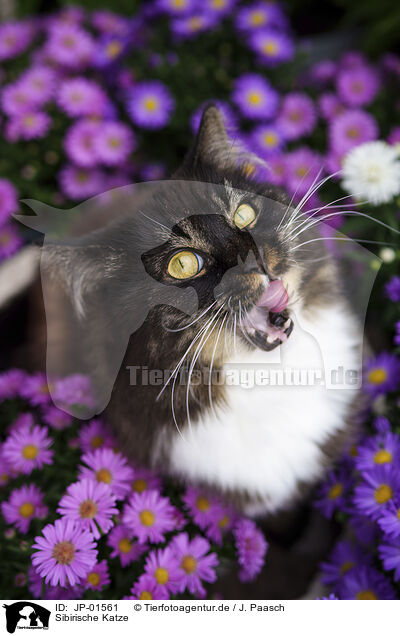 Sibirische Katze / Siberian Forest Cat / JP-01561