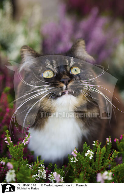Sibirische Katze / Siberian Forest Cat / JP-01618