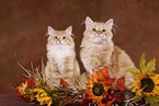 zwei junge Sibirische Katzen