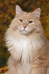 Sibirische Katze Portrait