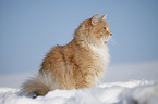 Sibirische Katze im Schnee