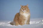 Sibirische Katze im Schnee