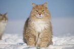 Sibirische Katze im Schnee