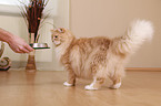Sibirische Katze bekommt Futter