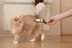 Sibirische Katze bekommt Futter
