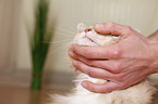Sibirische Katze wird gestreichelt