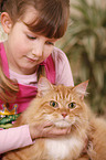 Sibirische Katze