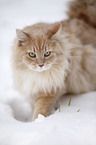 Sibirische Katze