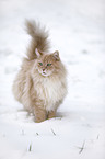 Sibirische Katze