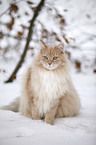 sitzende Sibirische Katze