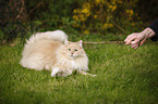 spielende Sibirische Katze