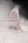 Ohr einer Sibirischen katze