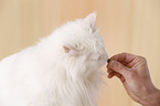 weie Sibirische Katze