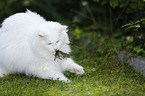 Sibirische Katze mit Maus