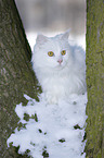 Sibirische Katze im Winter