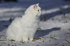 Sibirische Katze im Winter