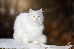 Sibirische Katze im Winter