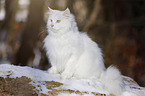 Sibirische Katze im Winter