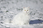 Sibirische Katze im Winter