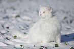 Sibirische Katze im Winter