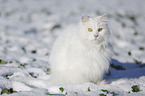 Sibirische Katze im Winter