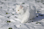 Sibirische Katze im Winter