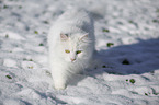 Sibirische Katze im Winter