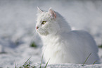 Sibirische Katze im Winter