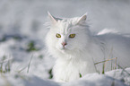 Sibirische Katze im Winter