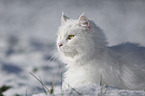 Sibirische Katze im Winter