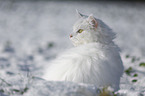 Sibirische Katze im Winter