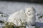 Sibirische Katze im Winter