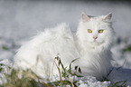 Sibirische Katze im Winter