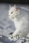 Sibirische Katze im Winter