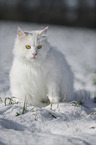 Sibirische Katze im Winter