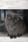 sitzende Sibirische Katze
