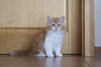 junge Sibirische Katze