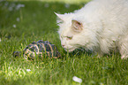 Sibirische Katze mit Griechische Landschildkröte