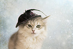 junge Sibirische Katze