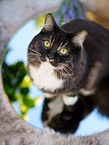 Sibirische Katze