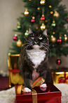 Sibirische Katze