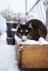 Sibirische Katze