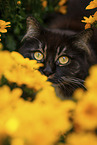 Sibirische Katze
