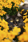 Sibirische Katze