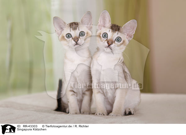Singapura Ktzchen / Singapura Kitten / RR-43303