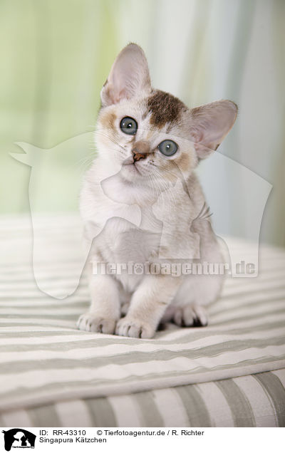 Singapura Ktzchen / Singapura Kitten / RR-43310